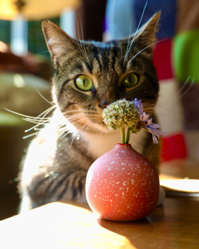 Maria Stella Schoettler stories COLOR DROPS